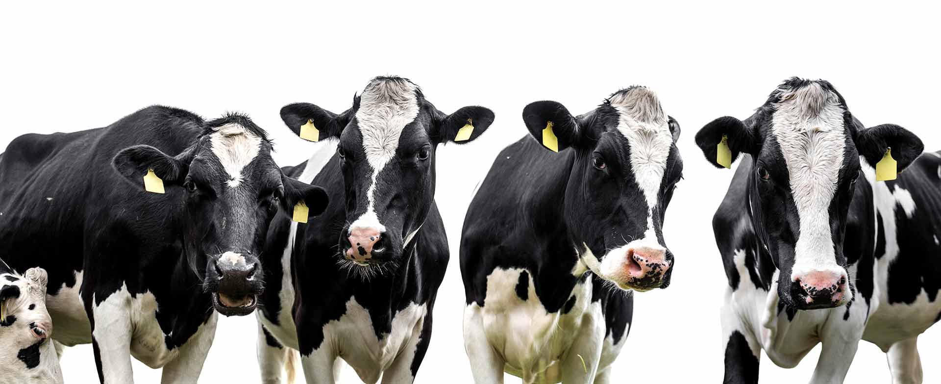 Stockbreeding