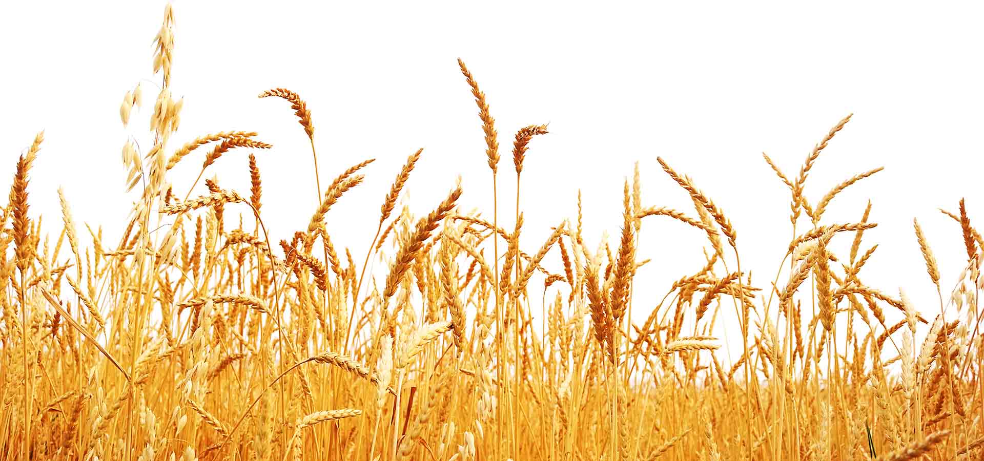 Agriculture